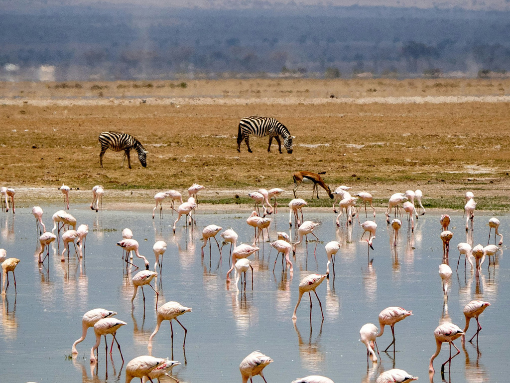 Kenya and Tanzania Safari Adventure